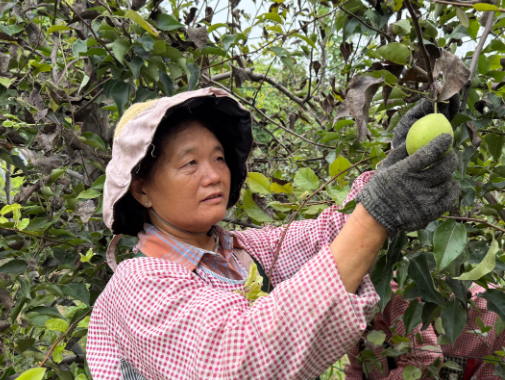  梨园硕果迎丰收 产业兴旺富乡民